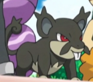 Team Skull Rattata.webp